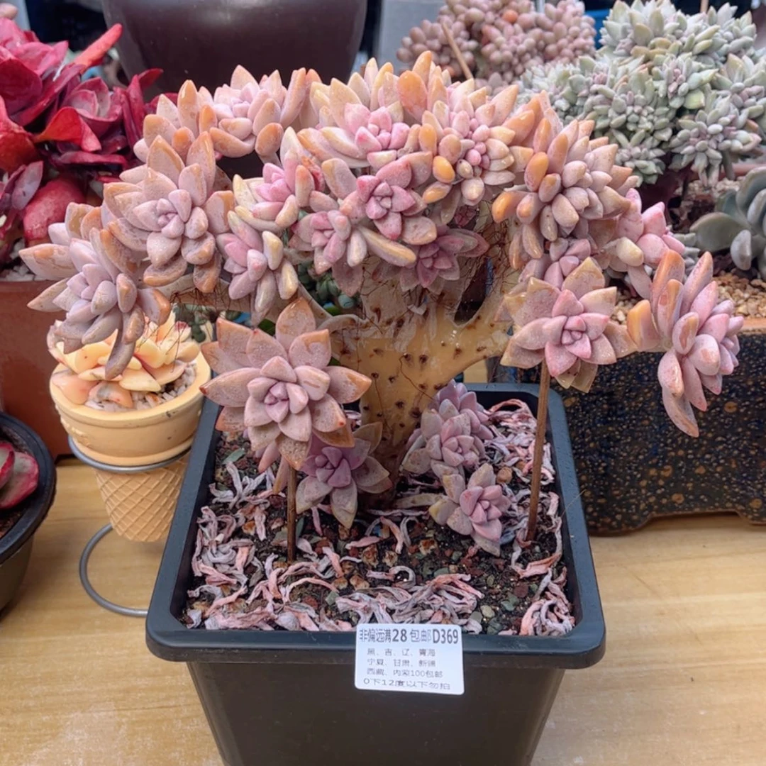 【闪购商品】369淡雪缀