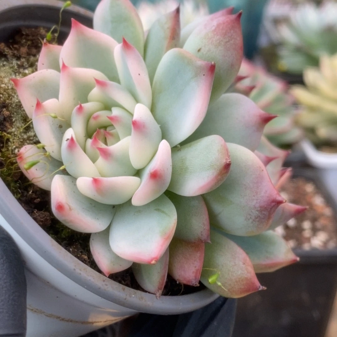 319锦锦锦锦锦锦锦