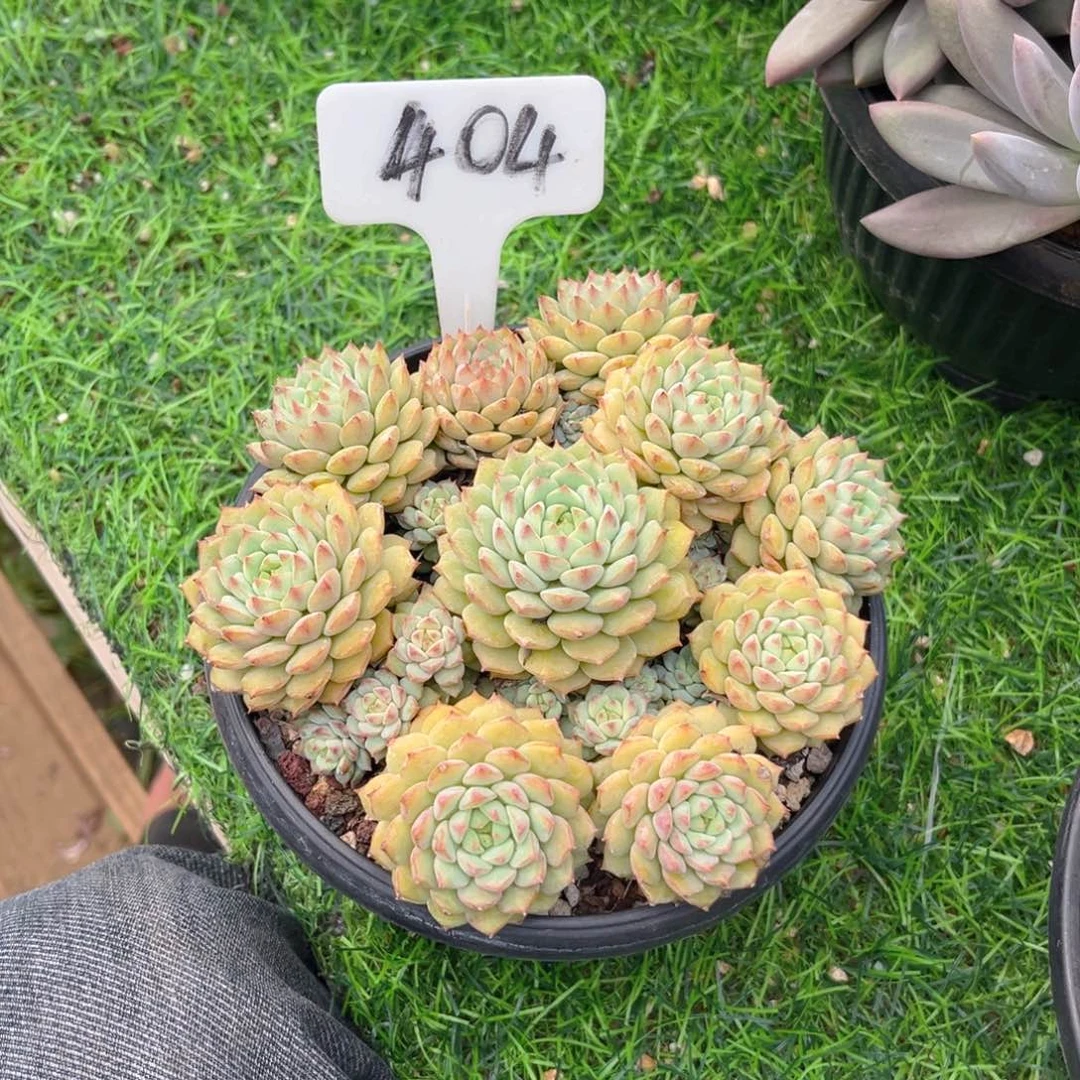 晨****404hjutollllkukkut