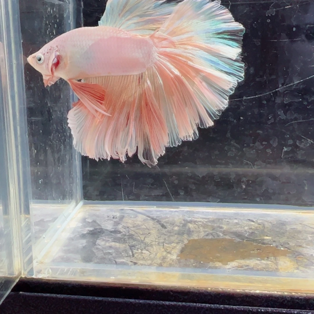 斗鱼浅色特殊尾hhhhh