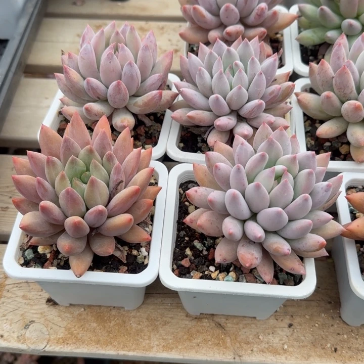 两颗单头五十包邮老桩多肉