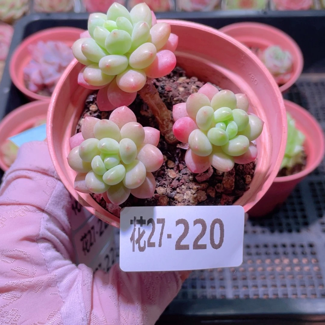 花利美27-220洛可可