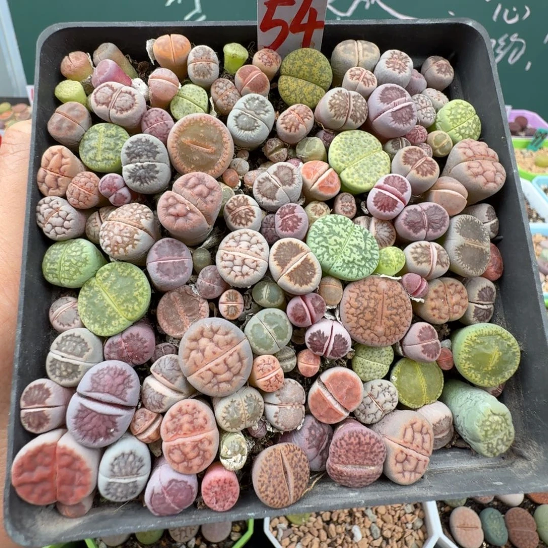 高混切糕带盆土 54