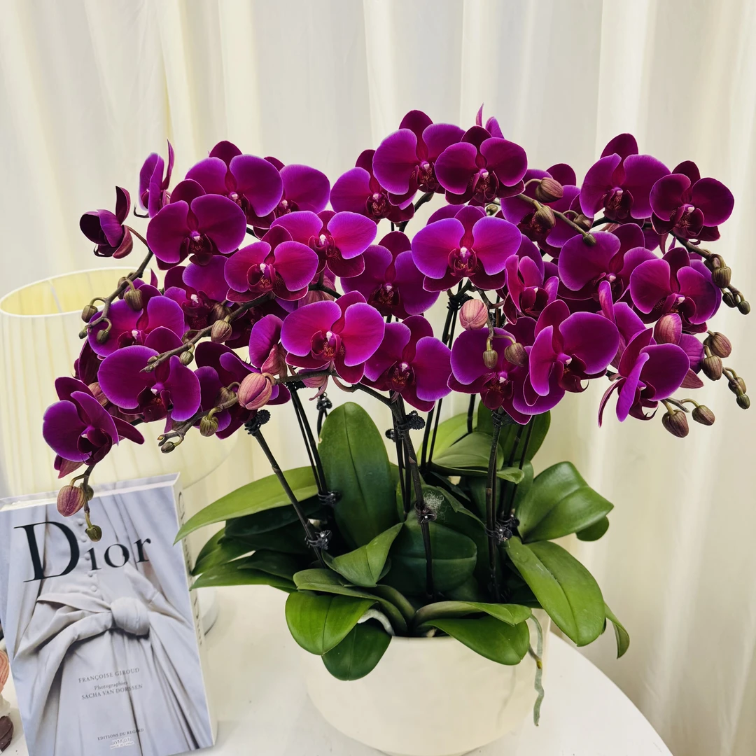 蝴蝶兰【红天鹅】高级酒红色系鲜花绿植盆栽基地直发带花苞年货送礼