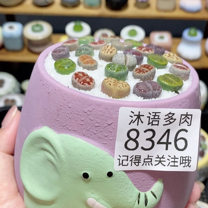 带盆土植物 精美盆栽 8346