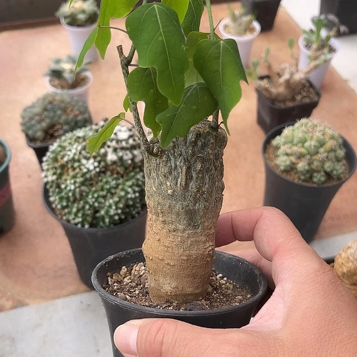 无花朵鳄鱼腺蔓一物一拍