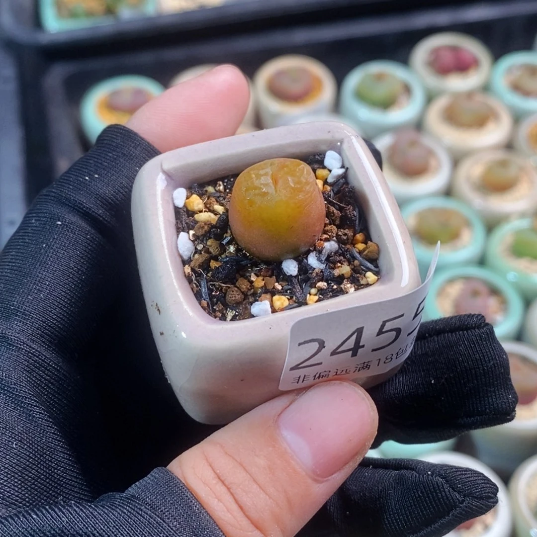 蘑**象2455-一物一拍 带盆水蜜桃