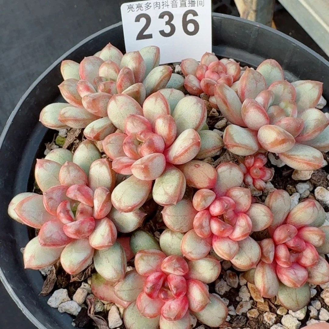 葡萄老桩         精品多肉