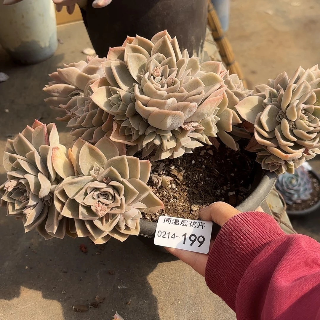 一***～同温层多肉哈利199