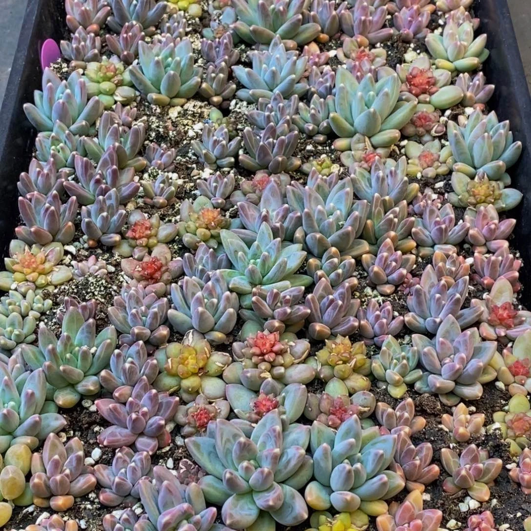 吖**北328多肉植物保护研究所所长