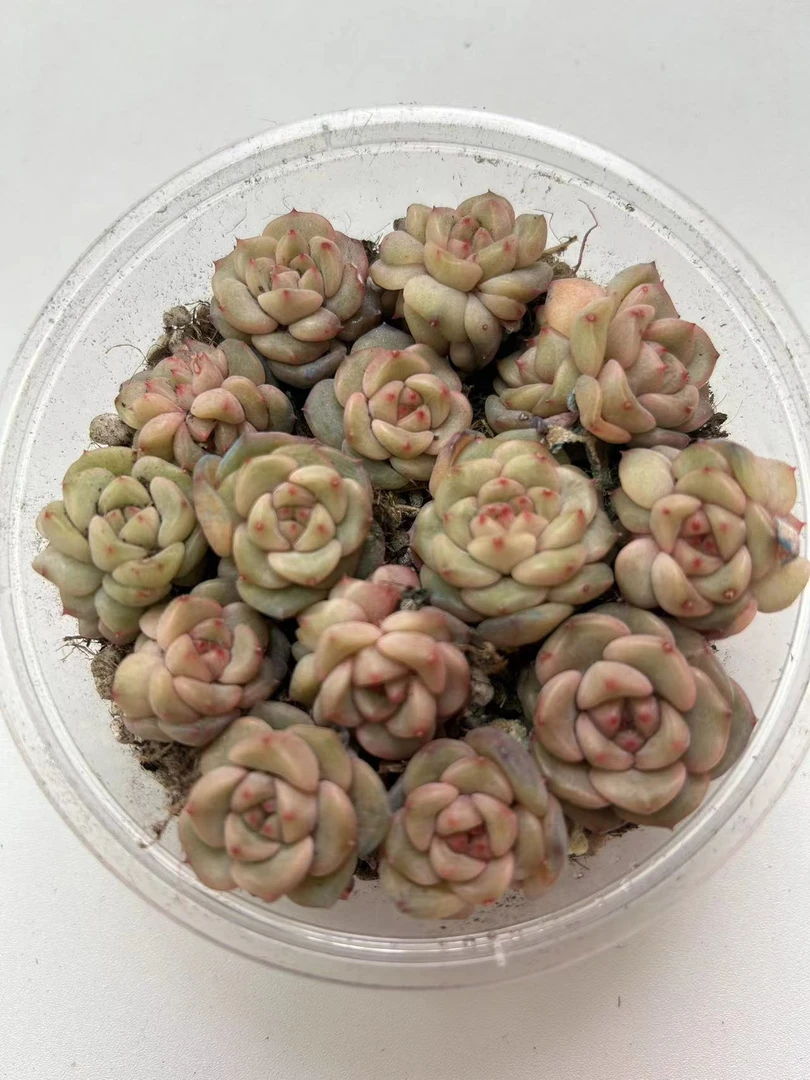 精品贵货切糕一盒(QF1460)