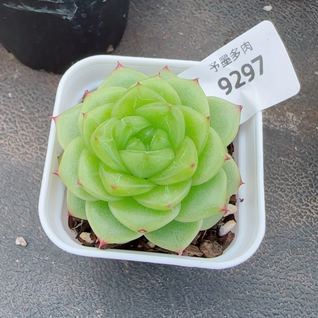 杜若珍妮，9297多肉植物