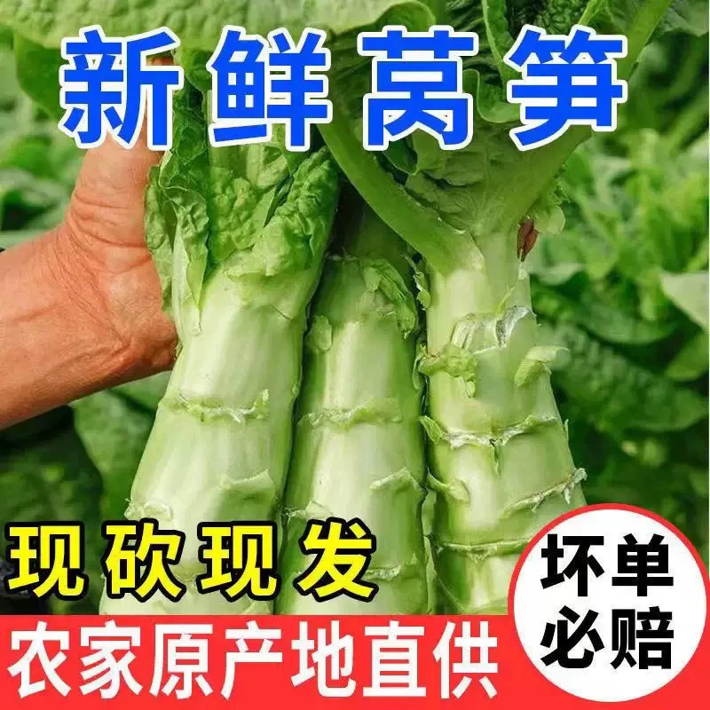 【苏北琴姐农场】农家露天现挖现发莴笋新鲜紫叶青笋