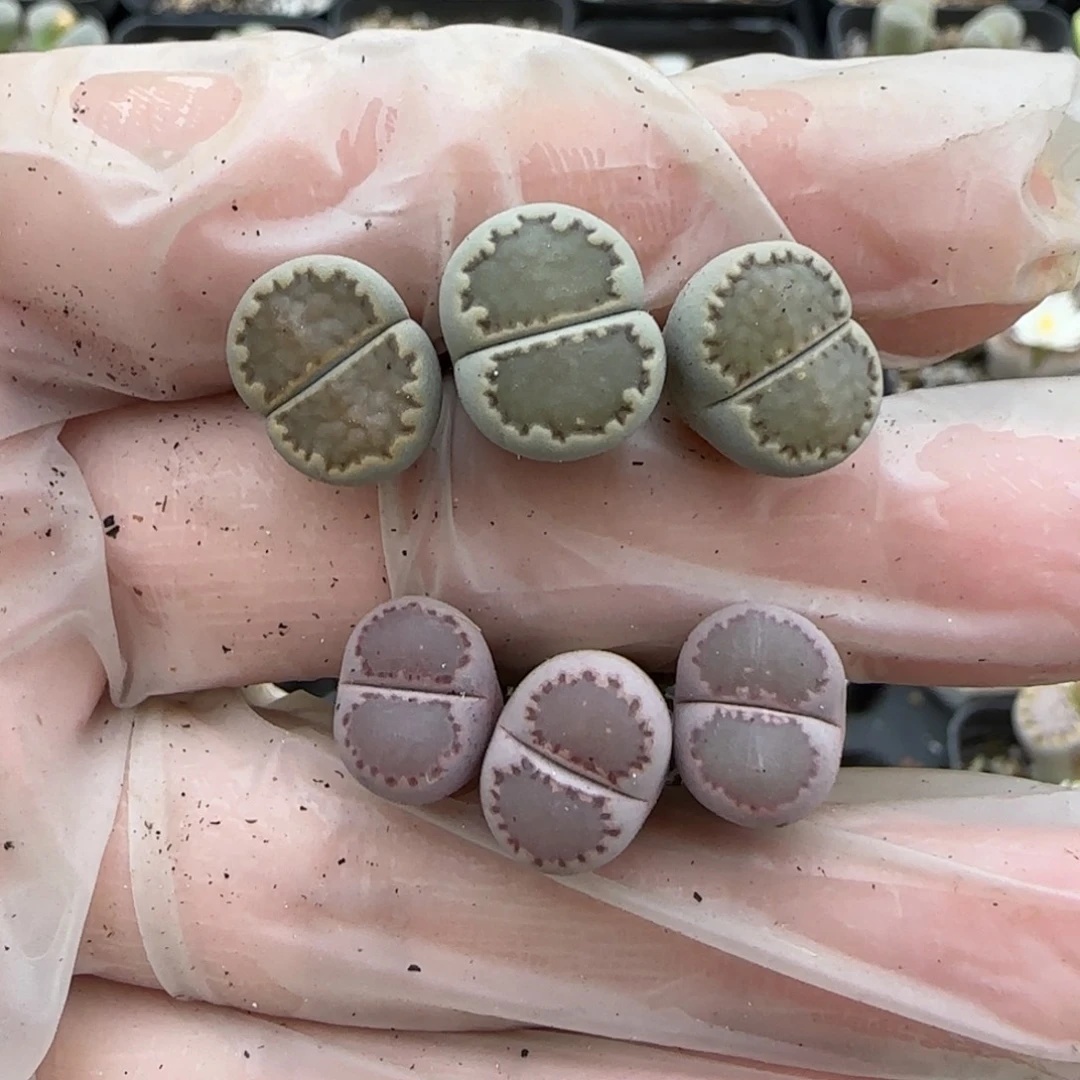 禾****11.22。萌肉大观玉紫饼干。7076