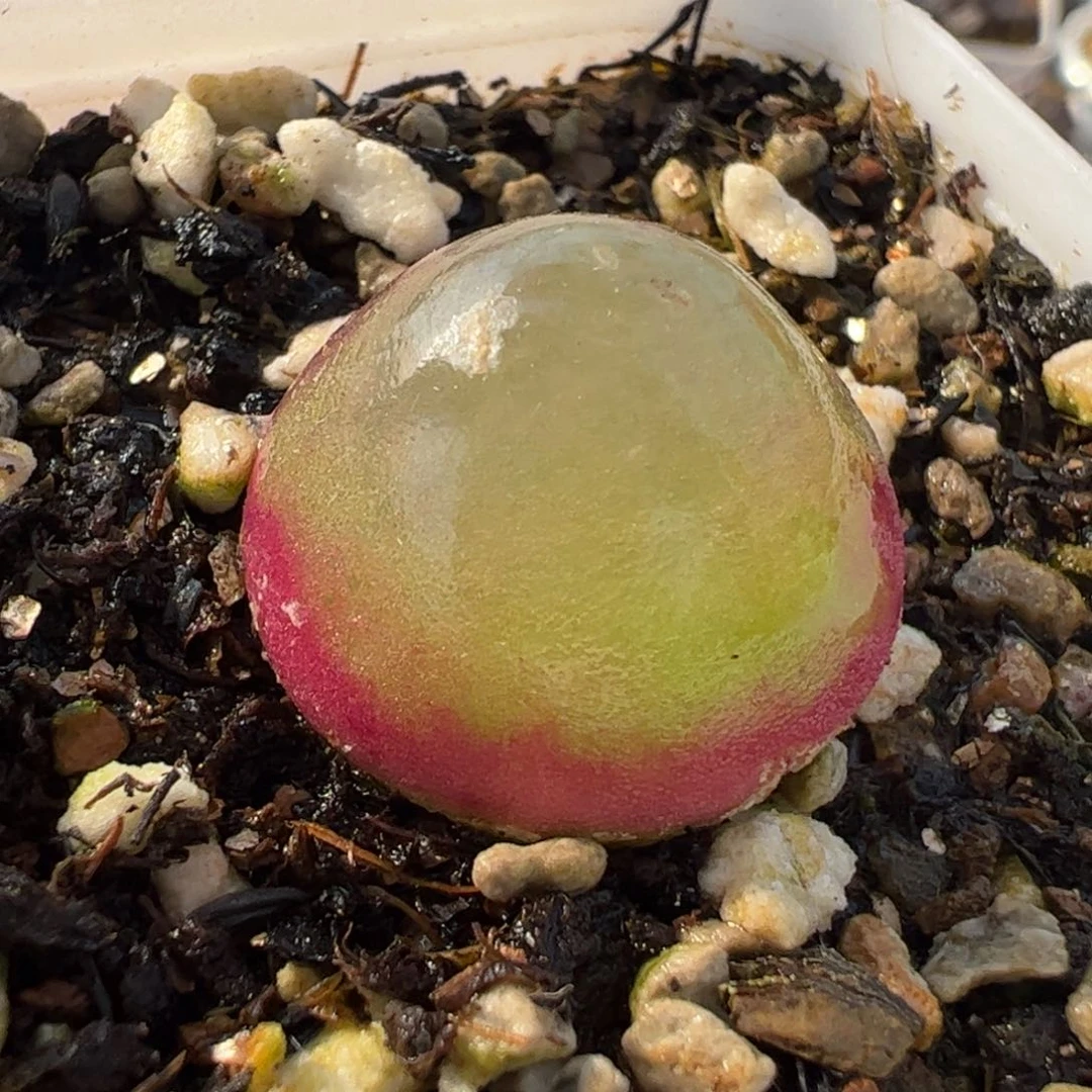 742多肉植物百科