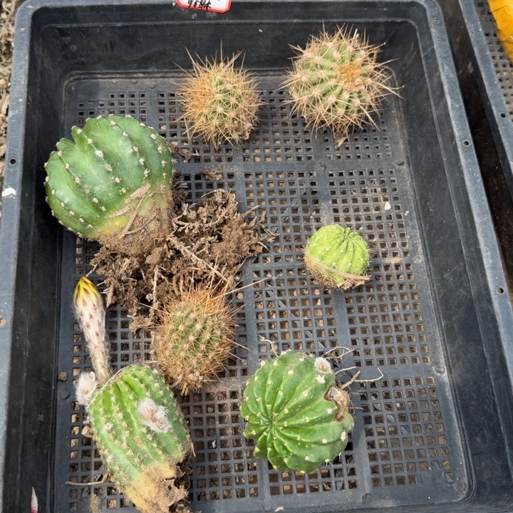 356筐拍无售后不好