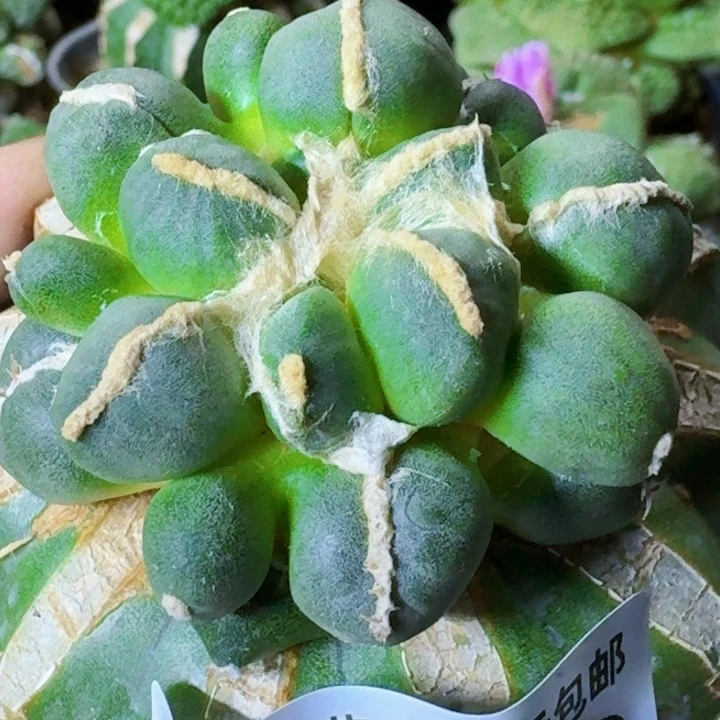 无花朵苗接小尤蛋548