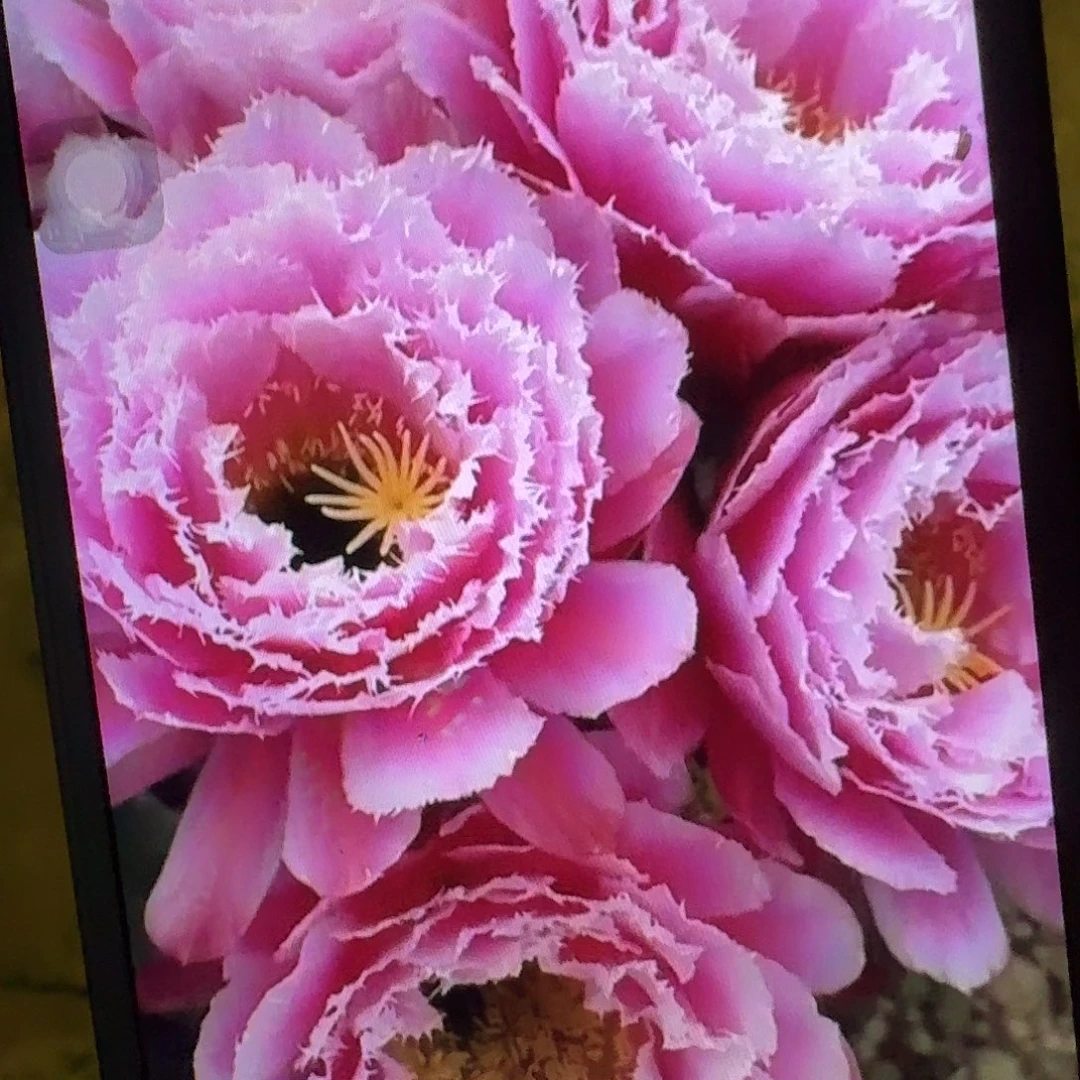 云儿根7公分毛花柱