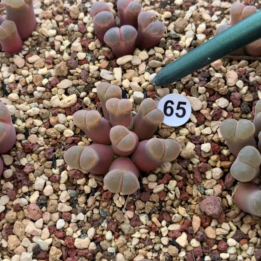 65号风铃母本一颗