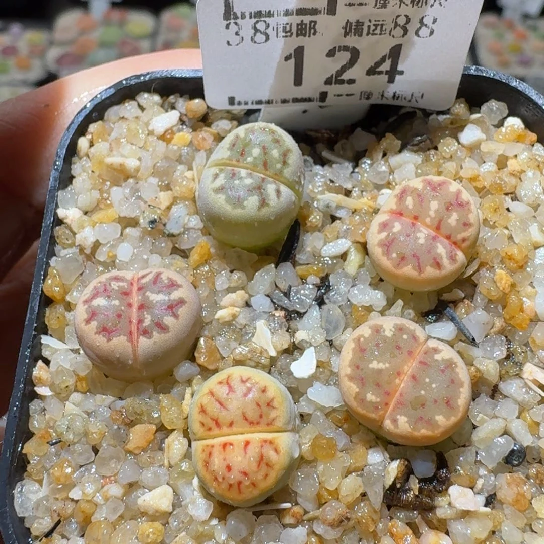 Sssss精品清仓价124