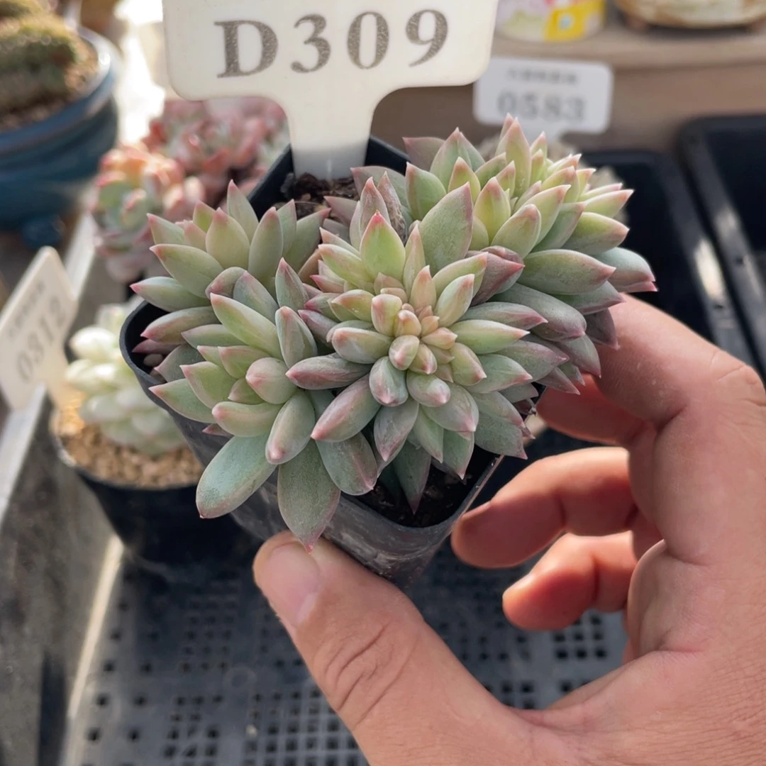 309暗纹缀不带盆7厘米