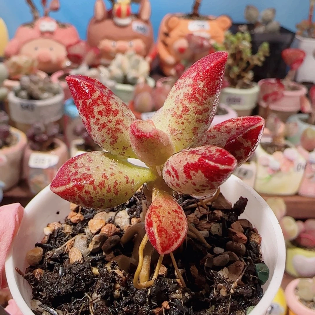 T水泡艾薇盆口3.5cm