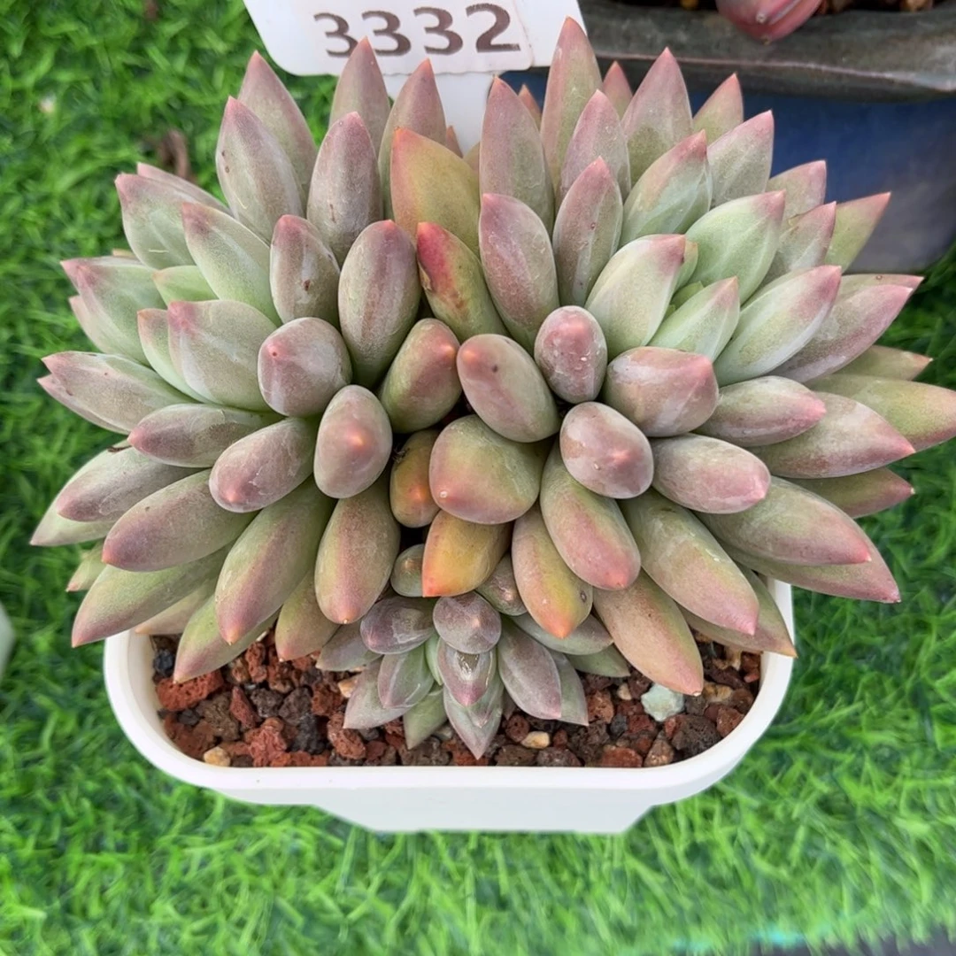 浅***沫多肉植物3332………..