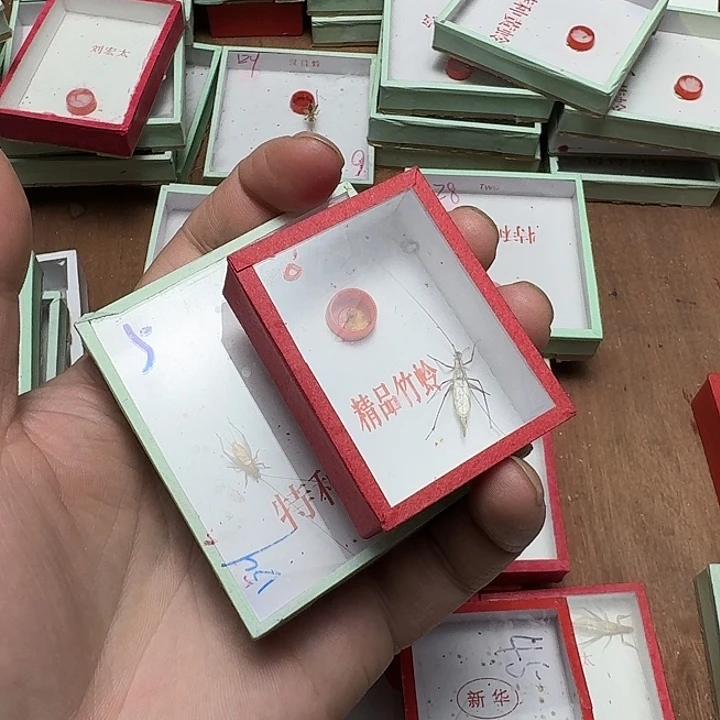A***i蟋蟀1111111111111