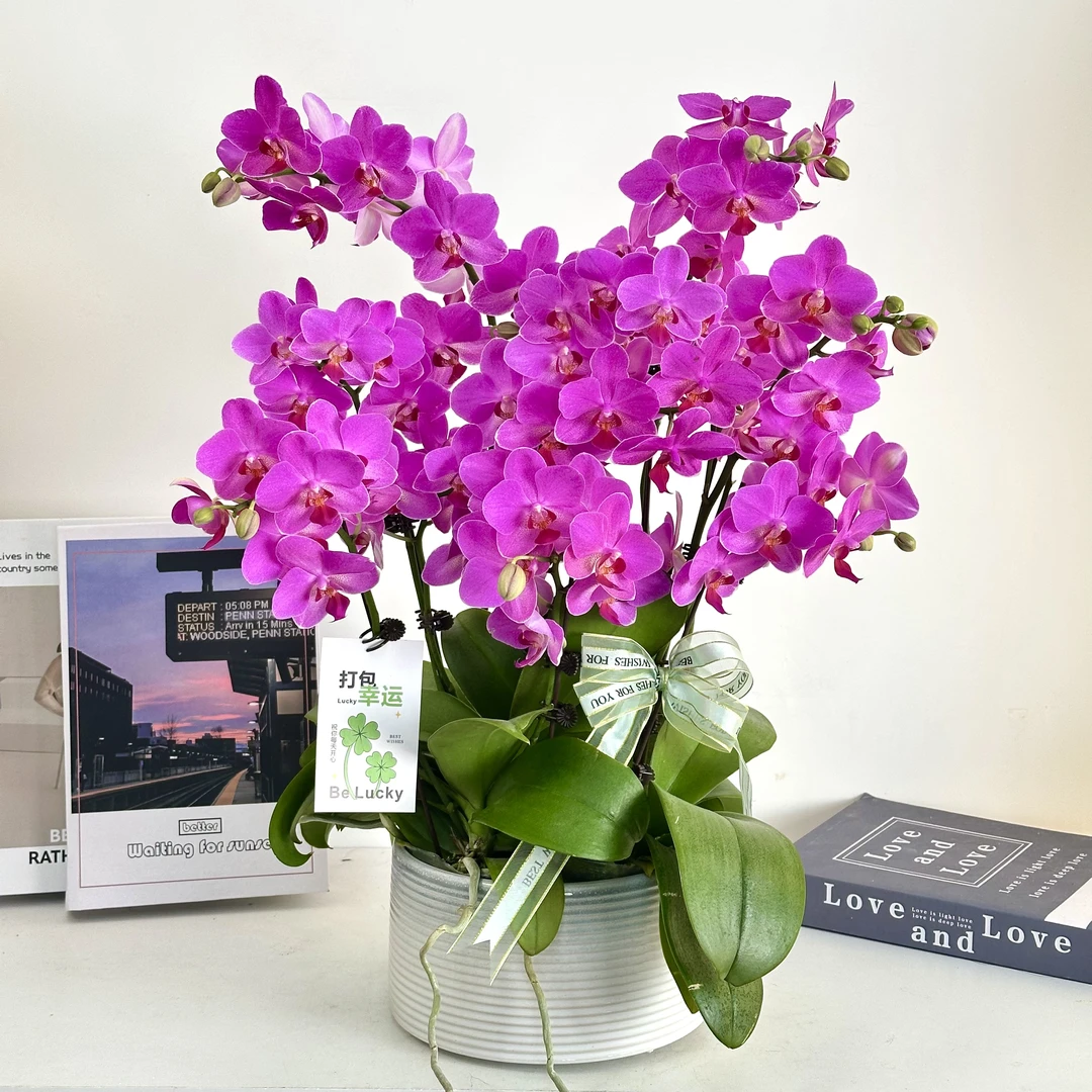 妗画【紫宝石】蝴蝶兰鲜花精致组盆 开花株 室内绿植 养兰基地直发