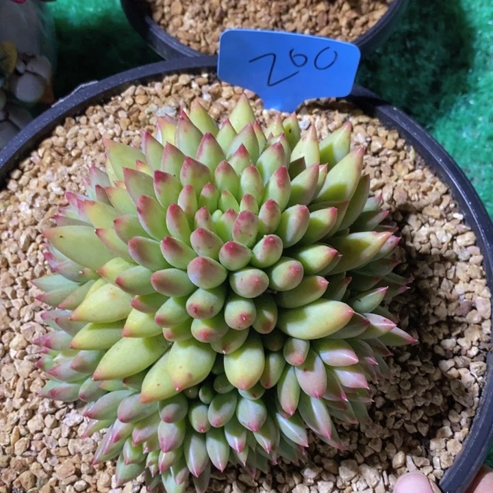 这个我都想了啊好家伙