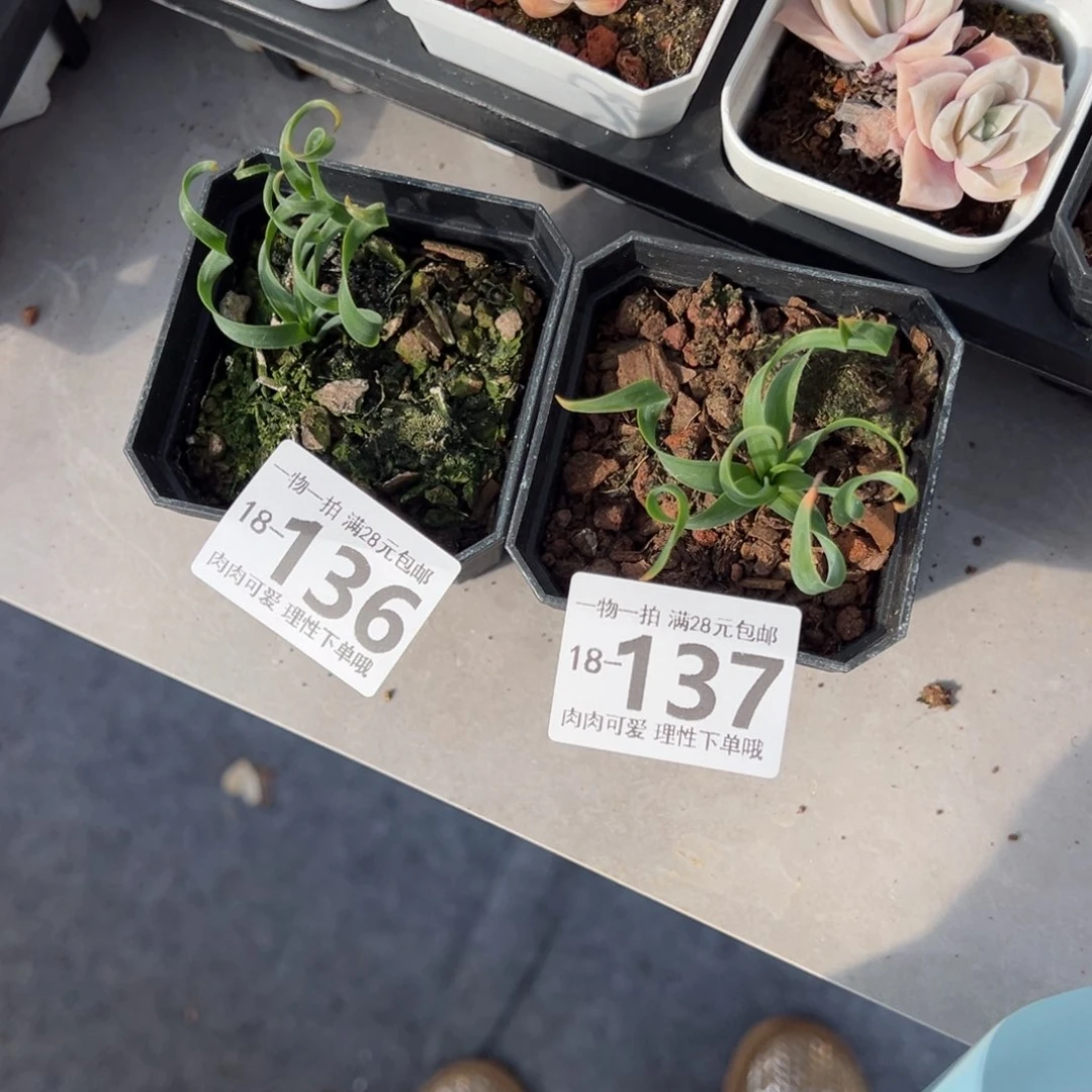 二***盖多肉多肉多肉多肉多肉，