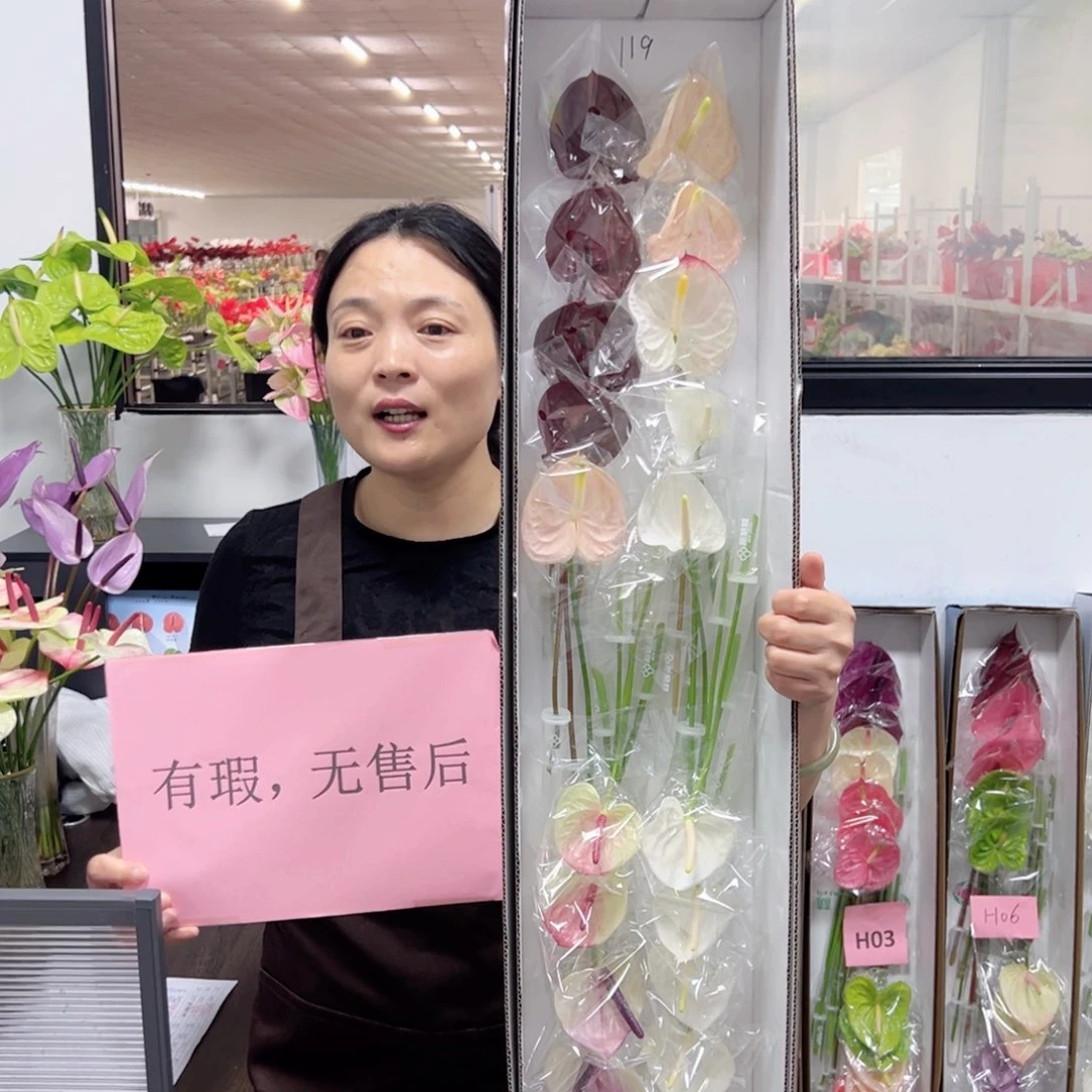 完全开放红掌鲜切花混色20枝装119