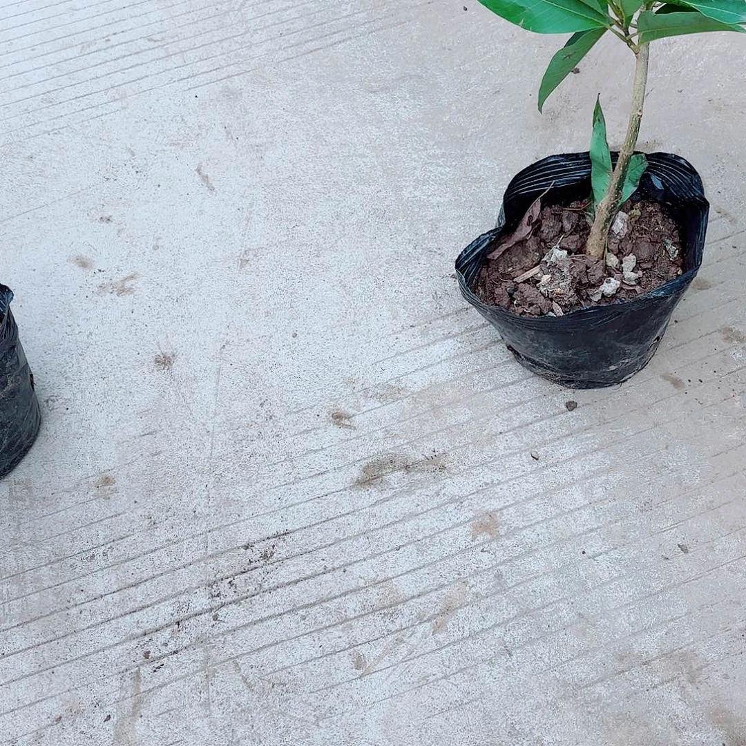 无花朵白兰111111