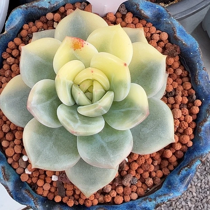 1025号伊丽莎白锦多肉