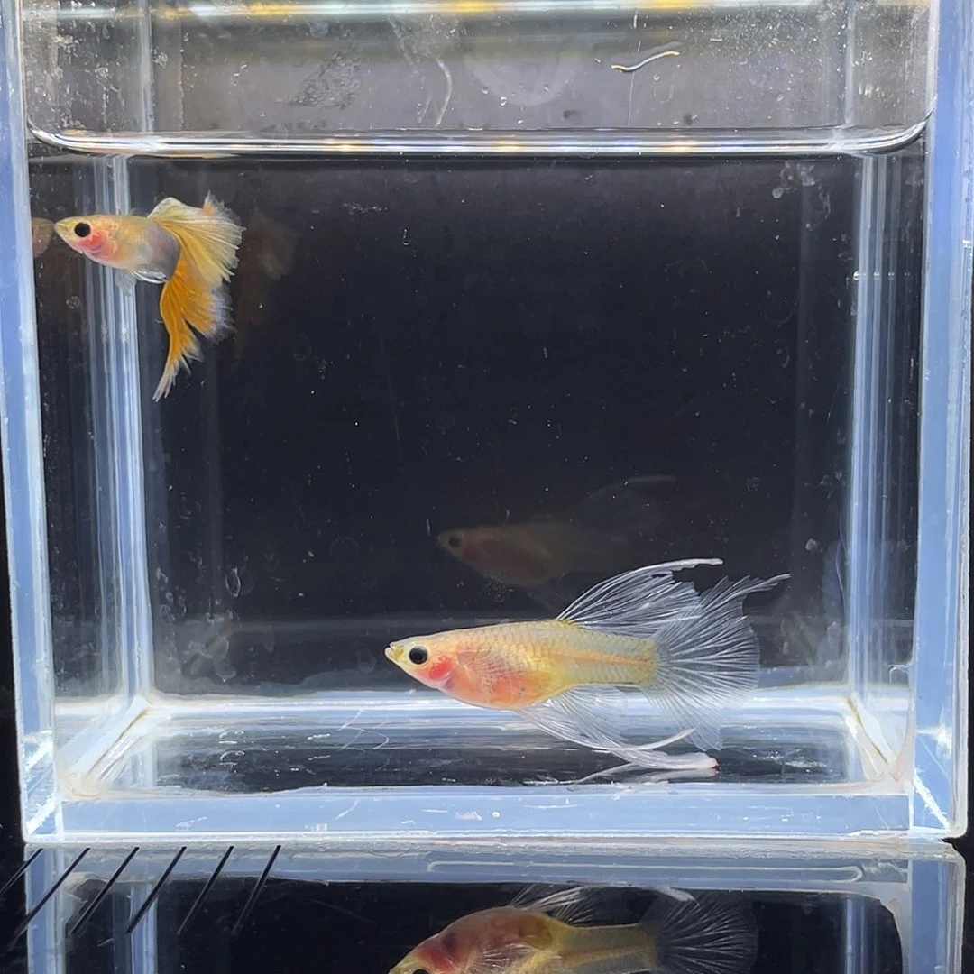 孔雀鱼蓝礼服玻璃猫绒球