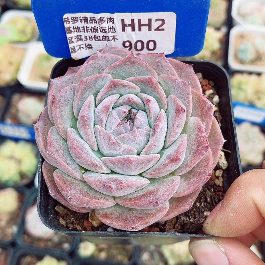 福利6cm多肉植物