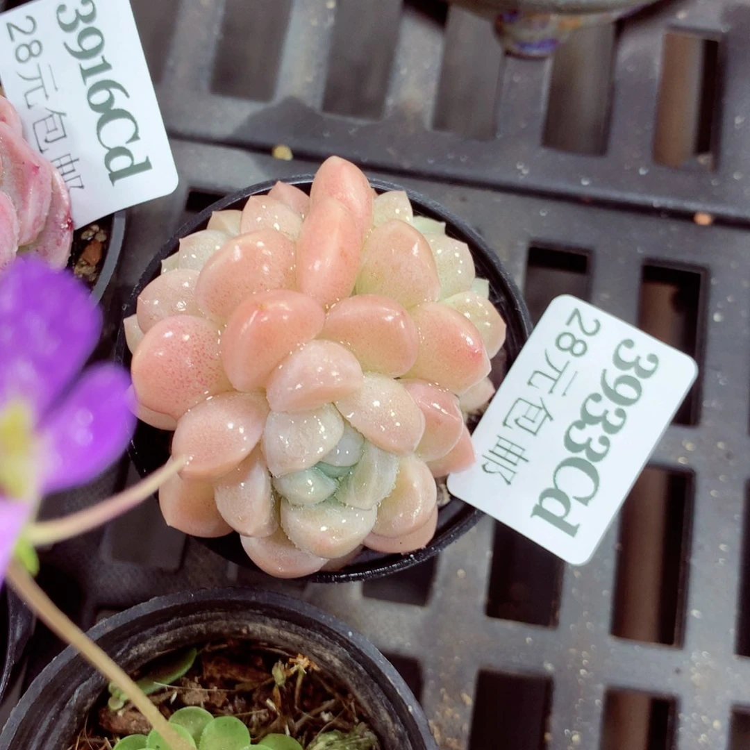 5厘米盆精控多肉3933