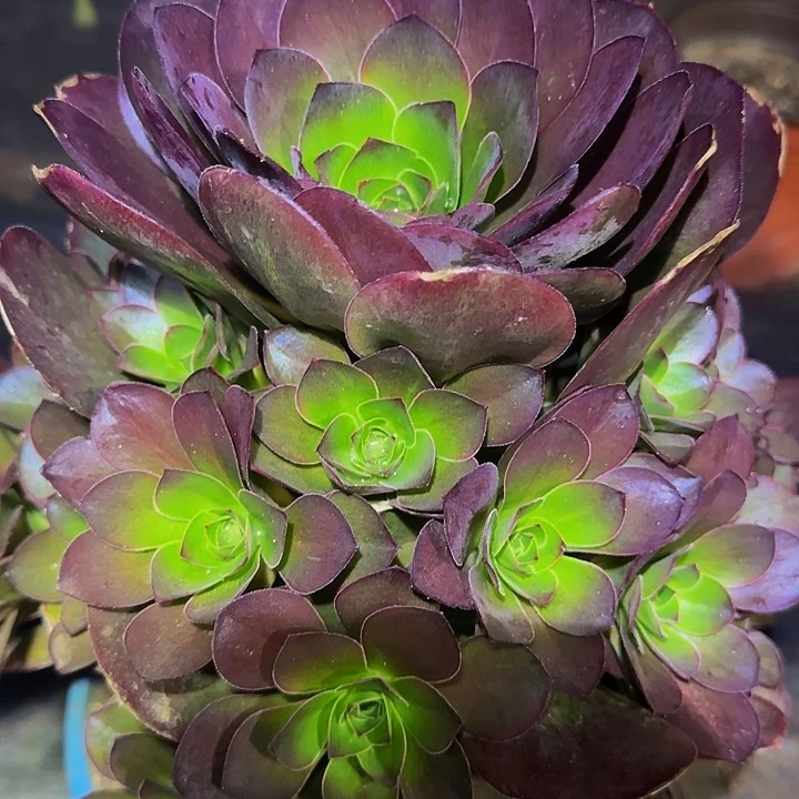 魅金玫瑰捧花福利