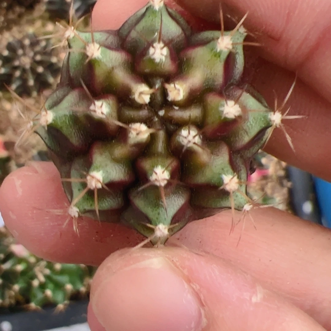 当前无花栽培后可以开花165