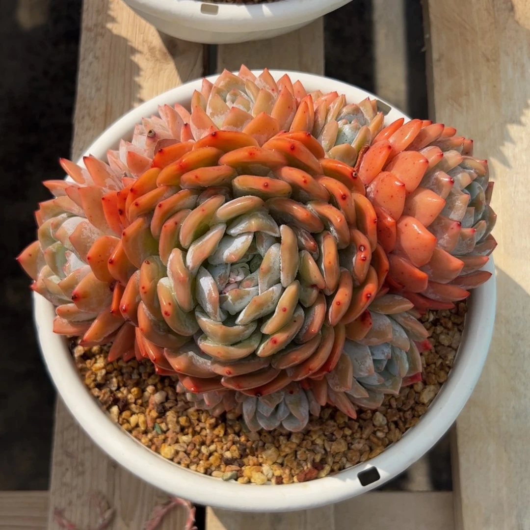 ༺****橙子多肉植物多肉植物