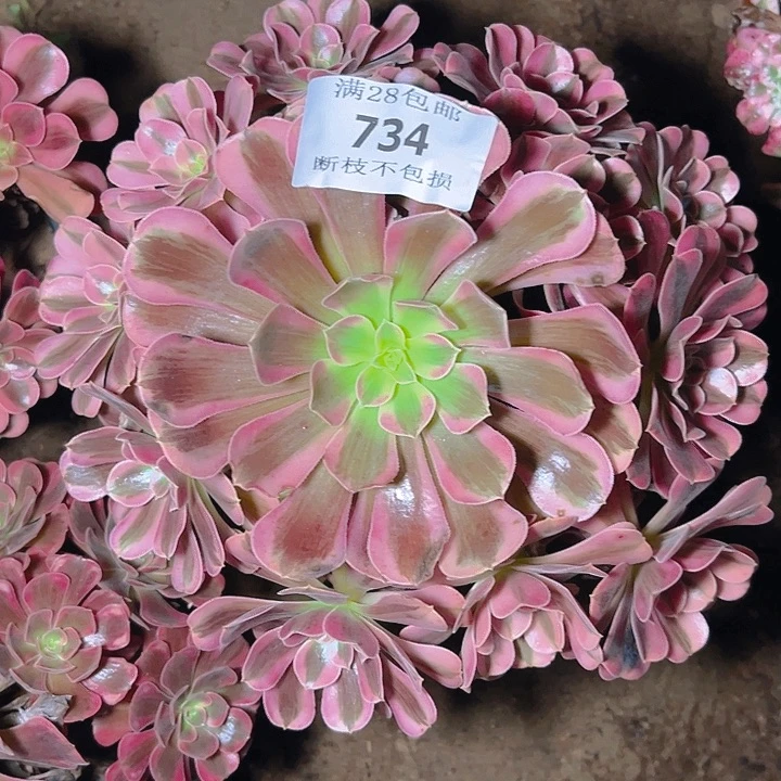 燕***哥734美杜莎多肉植物