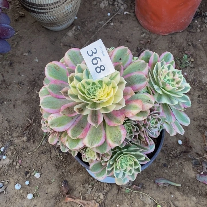 368白玉手捧多肉