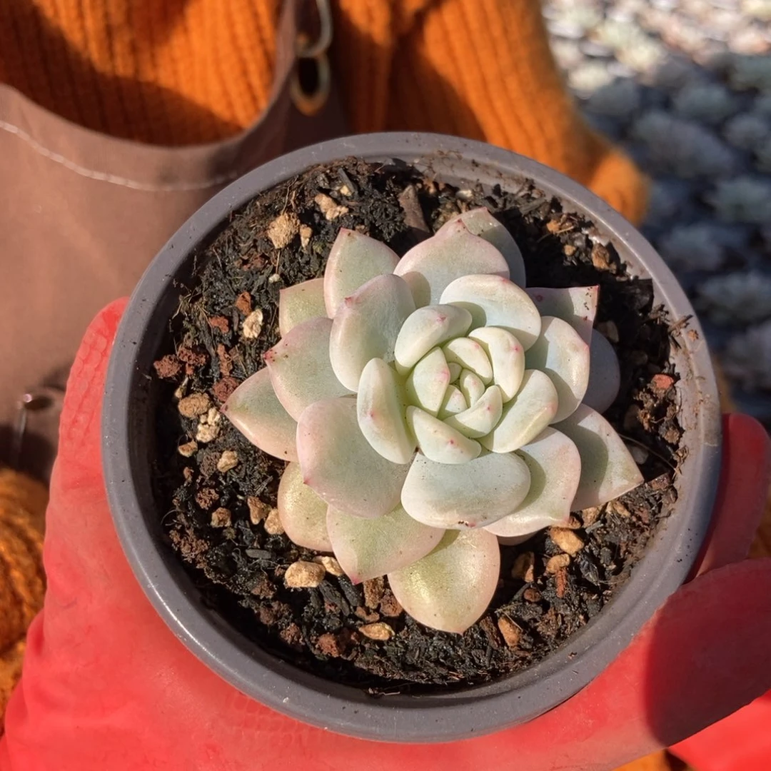 梦露锦小3厘米单头随机发货