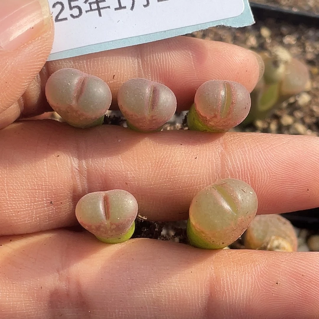 薄****19-8肉锥多肉植物