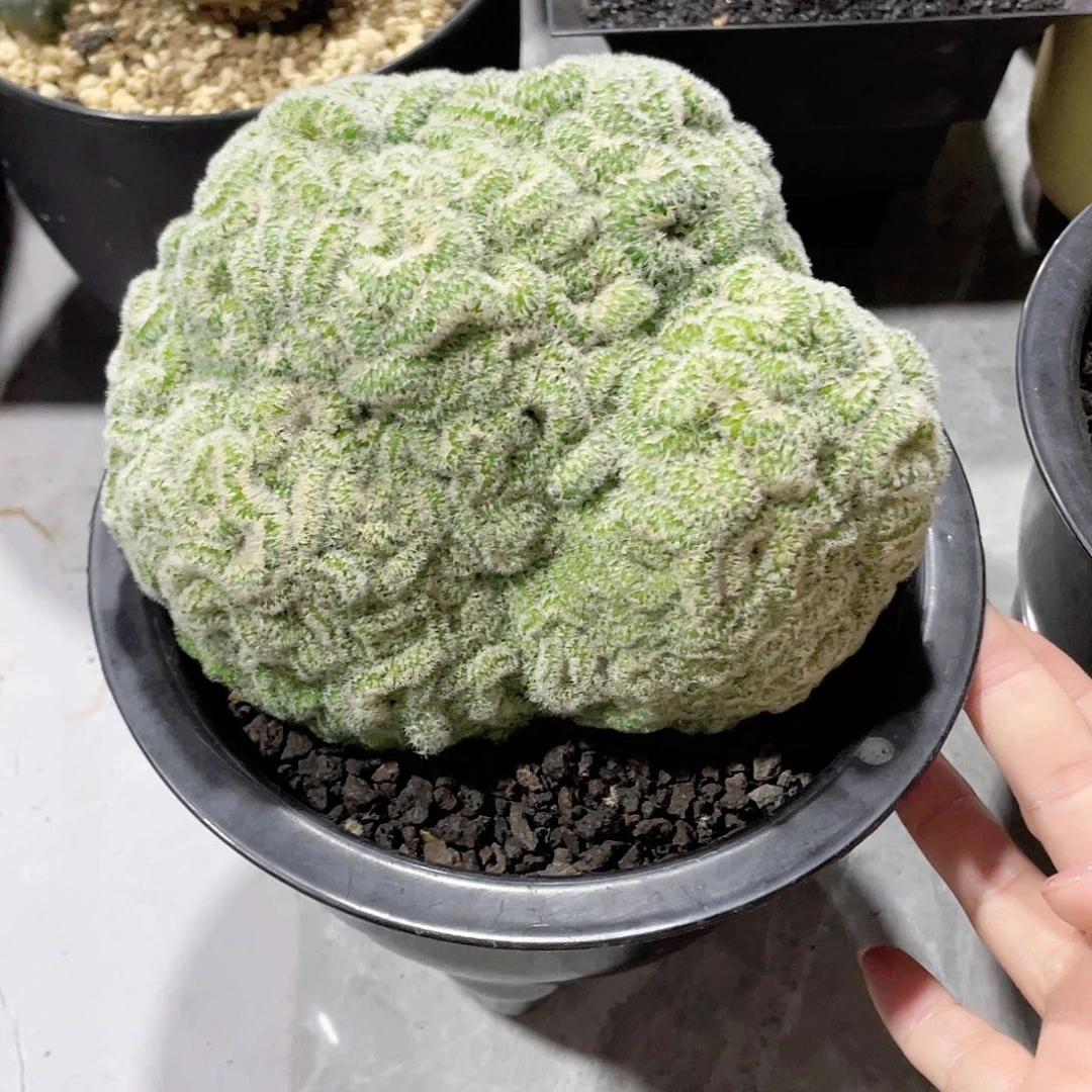 无花朵深**身自根嘉文丸缀化仙人球