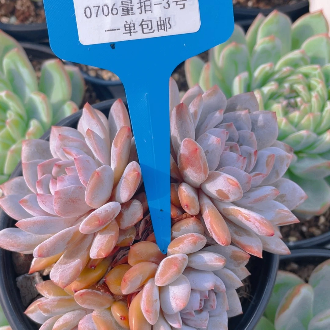0706-3-星星橙大群生一颗