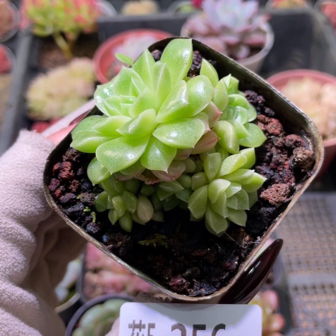 花利美5-256迈凯伦