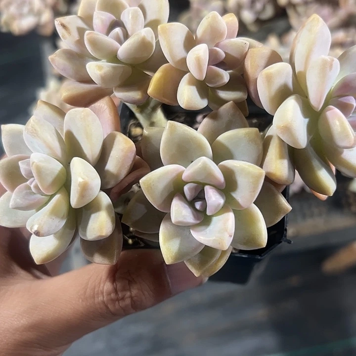 淡雪精品多肉植物