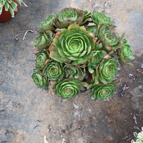 万圣夜45多肉植物法师