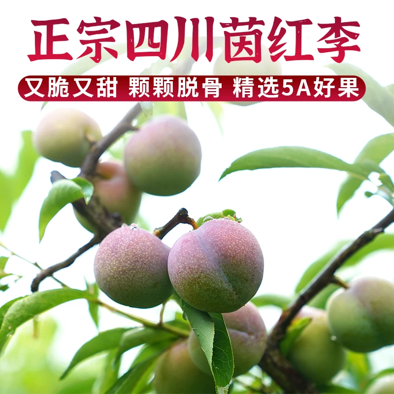 【京东包邮】四川宜宾茵红李脱骨李半边红果园水果现摘现发新鲜李子